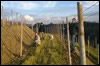New vineyard